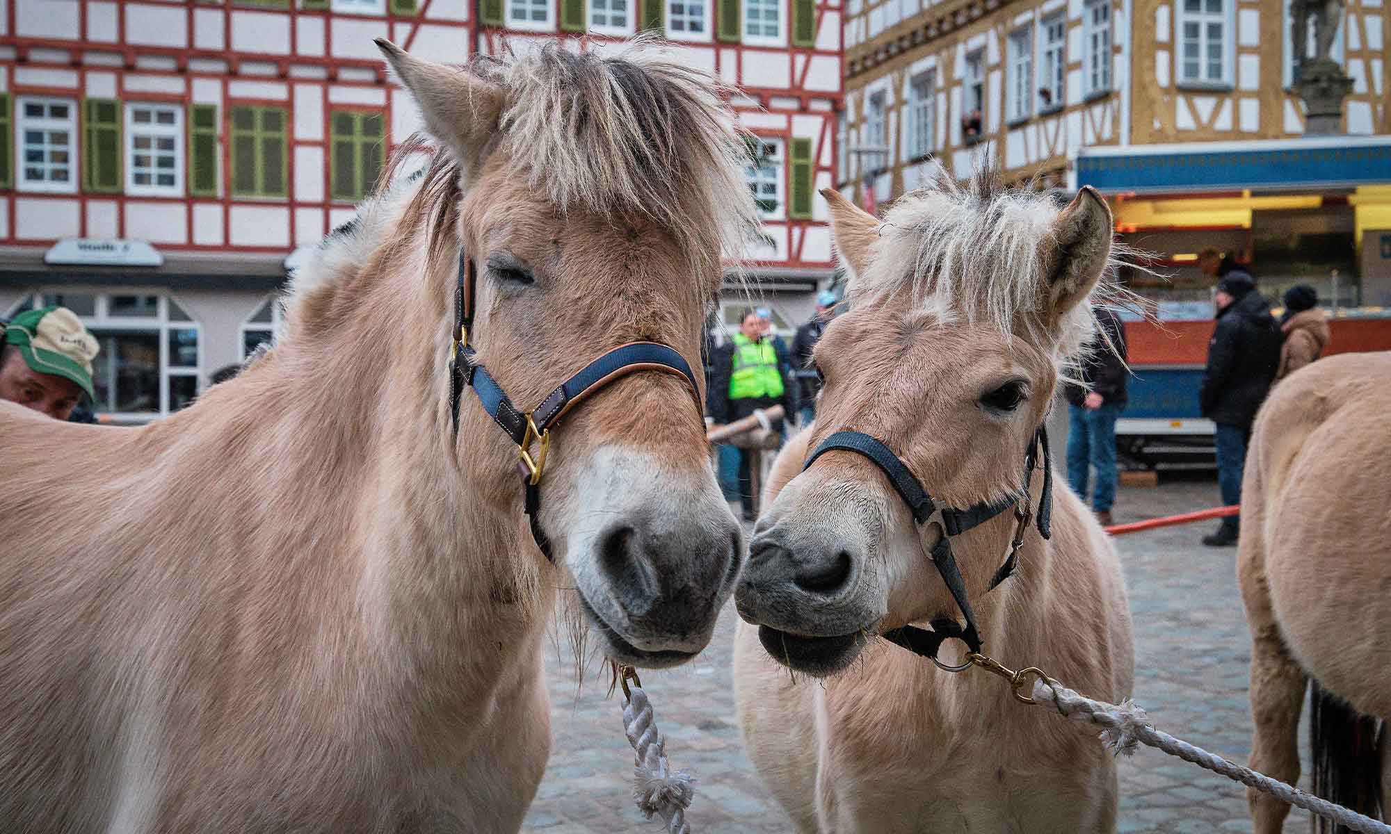 Leonberger Pferdemarkt Handel